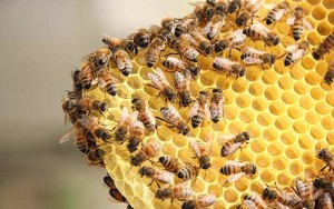 Honeybee-Population